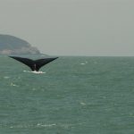 Praia de Imbituba - Ocasionalmente as Baleias-francas são a atração turística de Imbituba